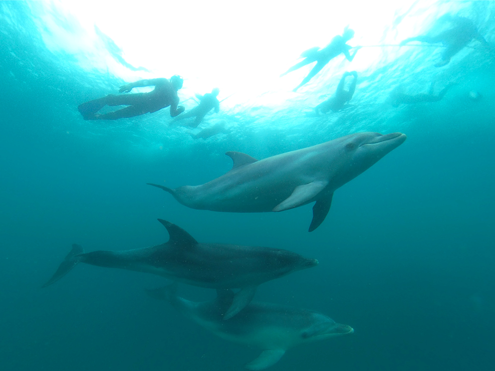 Attraction 2: Sea All Dolphin Swims